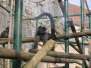  Mangabey (zoo de la citadelle)